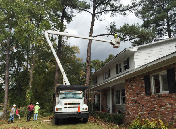Best Palm Tree Trimming  in Darien Downtown, CT