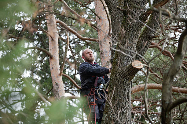 Best Tree Health Inspection  in Darien Downtown, CT